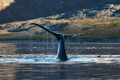 Picture: В российский регион вернулись серые киты