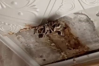 Picture: УК затянула с ремонтом и вырастила грибы на потолке квартир