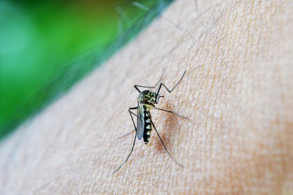 Picture: В Дубае началось нашествие переносящих опасные болезни комаров