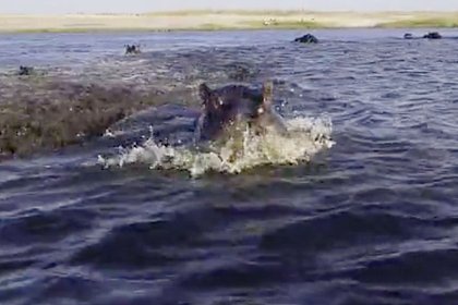 Picture: Нападение бегемота на лодку с туристами попало на видео