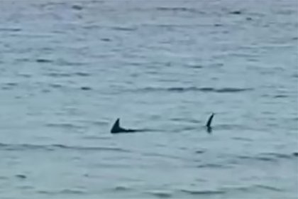 Picture: Туристы заметили акулу на популярном пляже Европы и сняли ее на видео