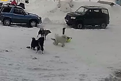 Picture: Пытавшуюся растерзать российского ребенка стаю собак сняли на видео