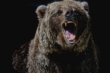 Picture: Медведи-каннибалы проснулись в российском регионе