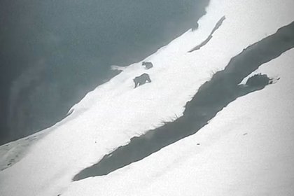 Picture: Катание медвежат на горнолыжном склоне попало на видео