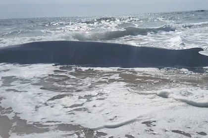 Picture: 15-метровый кит подплыл слишком близко к берегу из-за болезни
