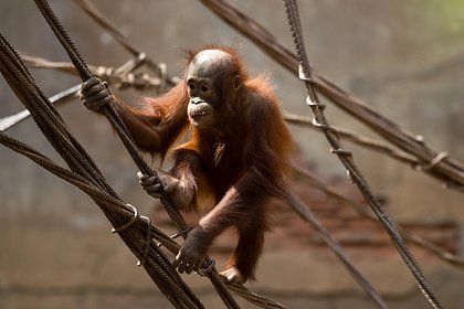 Picture: Малайзия по примеру Китая запустит «дипломатию орангутанов»