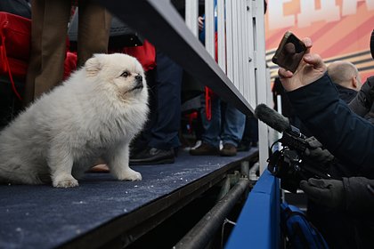 Picture: В Германии сочли собаку Лукашенко на параде в Москве отвлекающим маневром