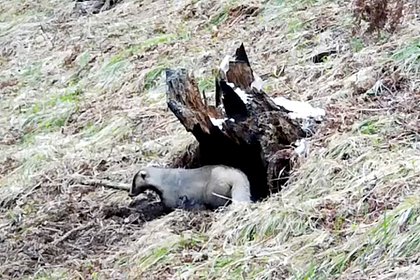 picture: В Красноярском крае в фотоловушку попал осторожный барсук