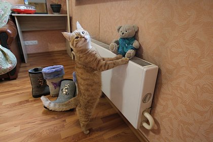 Picture: Сообщения о требовании к переселенцам из приграничья выселить животных опровергли