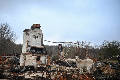 Picture: Фельдшер рассказала о возвращении жителей Курской области в разграбленные дома