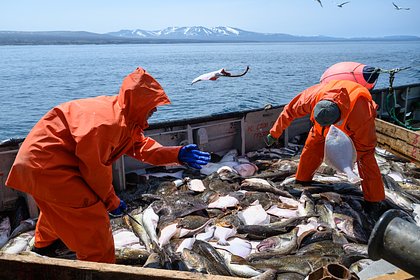 Picture: Добывать рыбу в России стало гораздо менее выгодно