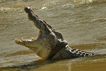 Picture: Крокодил съел мальчика на глазах отца