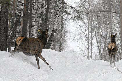 Picture: В российском регионе полиция выехала на место убийства стада оленей