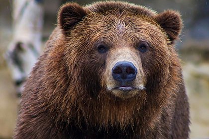 Picture: Медведь напал на собирающих цветы женщин