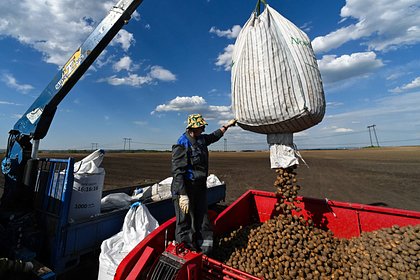 picture: Российские ученые увеличили урожай картофеля с помощью новой системы защиты