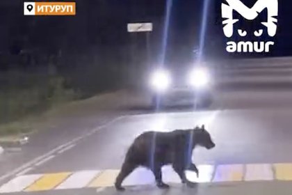 picture: Медведь перешел дорогу по пешеходному переходу и стал ждать автобус на остановке