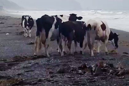 picture: Поедающих водоросли коров заметили в России