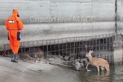 picture: В Новосибирске спасатели помогли знакомой косуле выбраться из реки