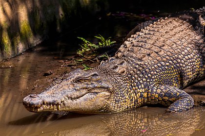 picture: Женщина приняла живого крокодила за корягу и случайно взяла его в руки
