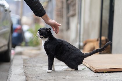 picture: Зоозащитница не поддержала идею об увеличении штрафов за выброшенных животных