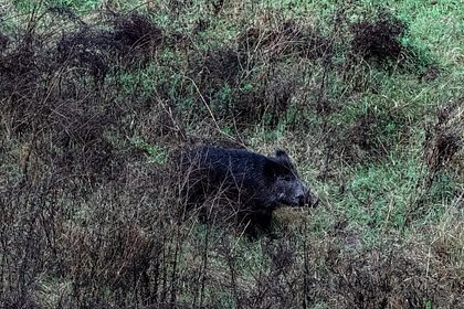 picture: Германию захватили радиоактивные кабаны