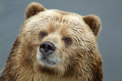 picture: Медведь напал на двоих американских военных в месте встречи Путина и Трампа