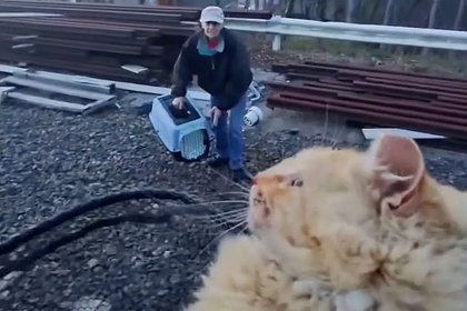 picture: Кот попал под поезд и выжил