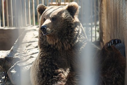 picture: Названа причина нападения медведя на американских солдат