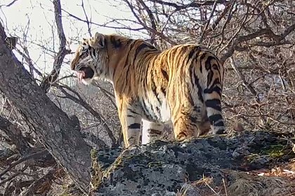 picture: Редчайшему полосатому «журналисту» подбросили новости и сенсации