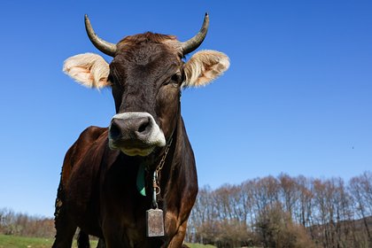 picture: Фермер решил разводить уродливых коров из-за навязчивости тиктокеров