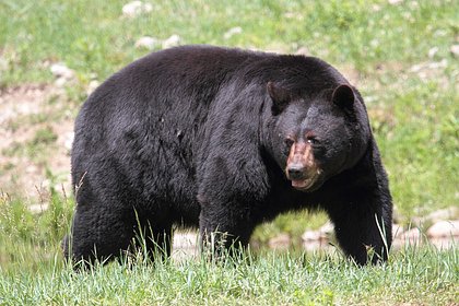 picture: Медведь растерзал мужчину
