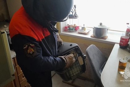 picture: Россияне попросили МЧС спасти их от кота