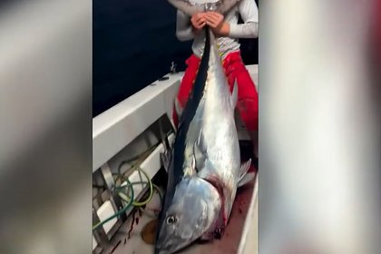 picture: Братья поймали и съели рыбу стоимостью почти четыре миллиона рублей