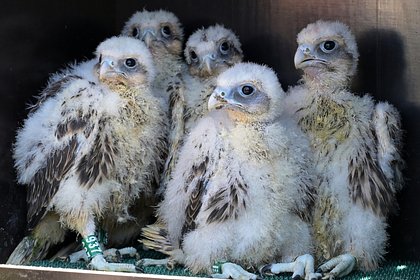 picture: Иностранцы пытались вывезти из России краснокнижных птиц