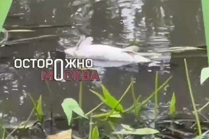 picture: В подмосковной реке обнаружили туши рыб