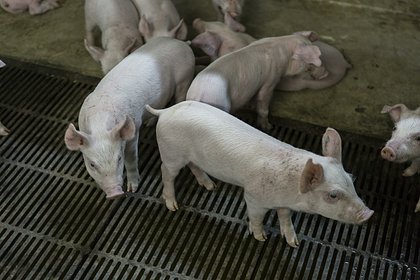 picture: ВСУ нанесли массированный удар по крупному свиноводческому комплексу