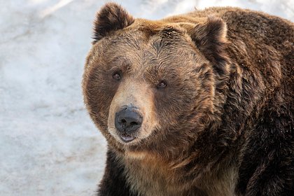 picture: Медведь растерзал пожилых супругов