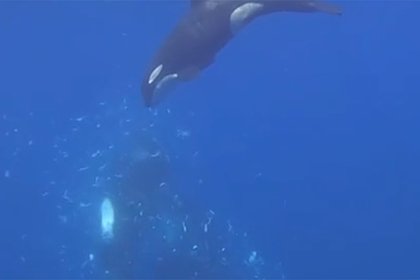 picture: Устроенный китами-убийцами взрыв рыбы впервые сняли на видео