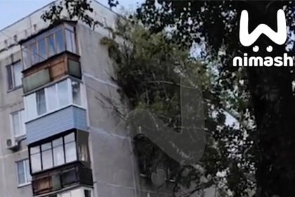 picture: В российском городе упавшее дерево выбило окна и сломало кондиционеры в многоэтажке