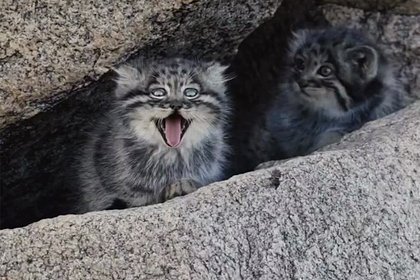 picture: Зевающего котенка манула запечатлели на Алтае
