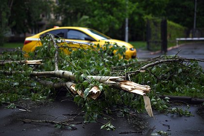 picture: Поваленные ветром деревья в Москве попали на видео