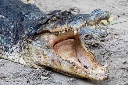 picture: Крокодил утащил мужчину в море на популярном курорте