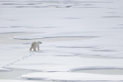 picture: Разбудившего белого медведя мужчину оштрафовали