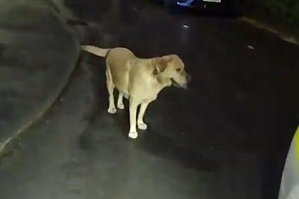 picture: Брошенная собака сдала хозяина полиции