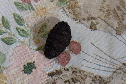 picture: Девушка нашла на полу отвратительное извивающееся существо и захотела сжечь дом