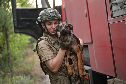 picture: Российские военные рассказали о спасших их собаках на СВО
