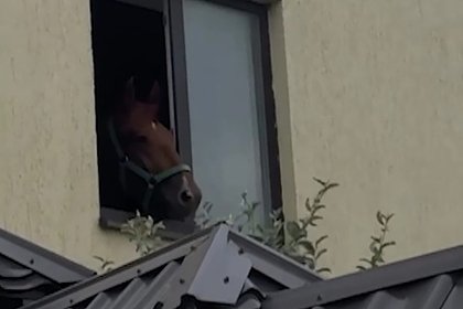 picture: Необычный квартирант удивил прохожих в Дагестане
