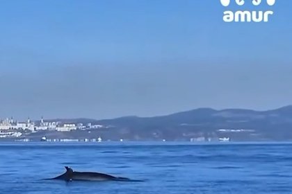 picture: Киты устроили фотосессию на фоне Русского моста
