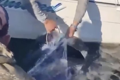 picture: Гигантскую морскую черепаху спасли из сетей у берегов России