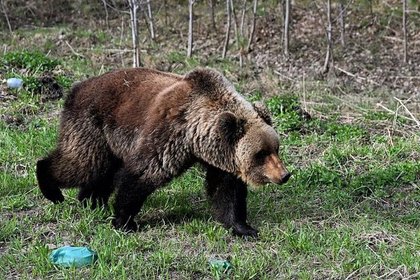 picture: Эксперт рассказал о росте численности бурых медведей по всему миру